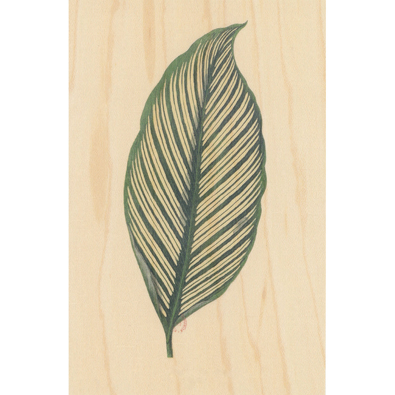 Wood postcard bnf botanique feuille 10 W