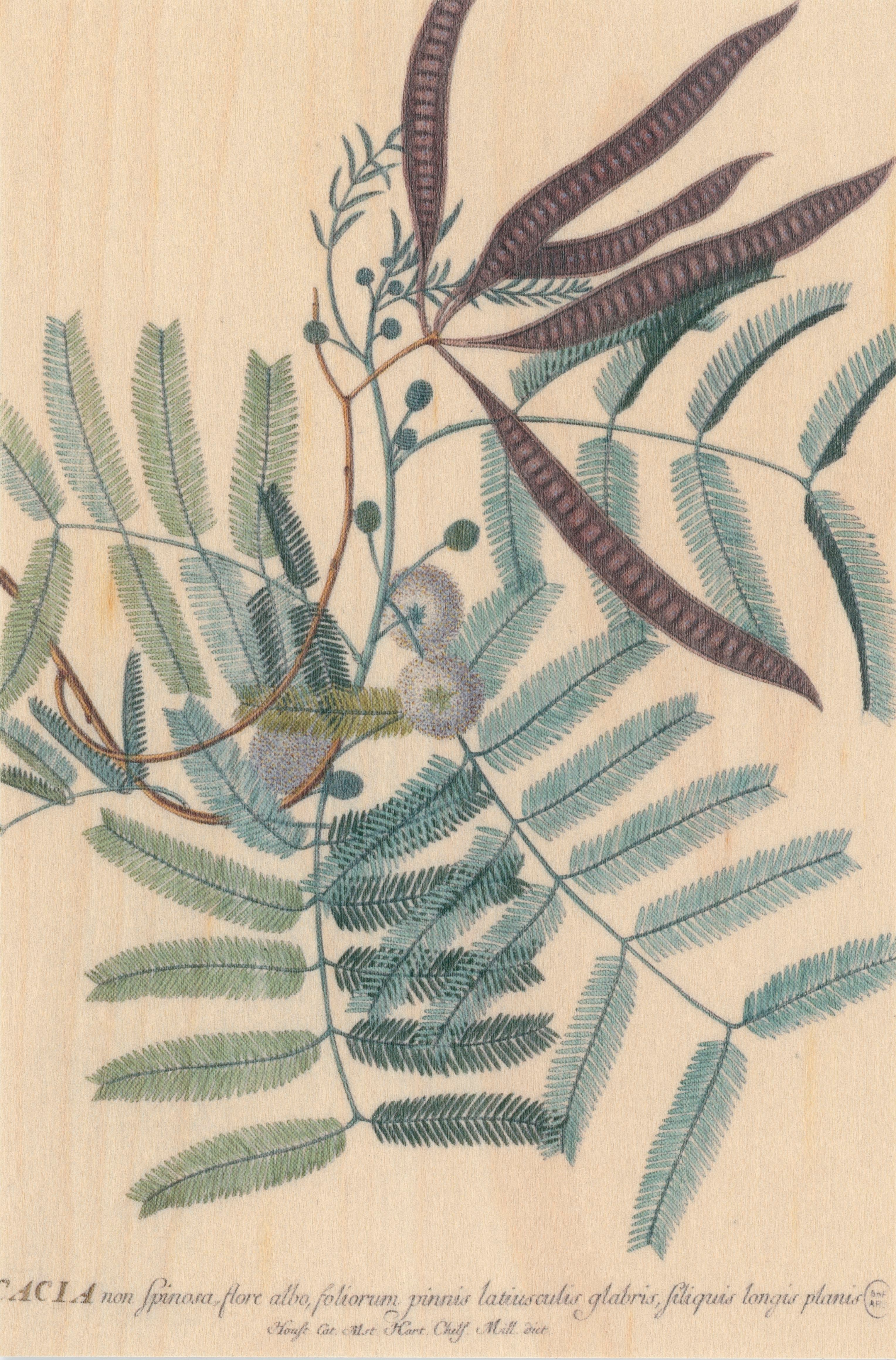 Woodhi, les cartes en bois