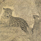 Wood 12in poster en bois black and colors leopard W