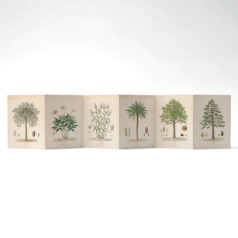 Panorama Arboretum — 6 illustrations à déplier ou à poser