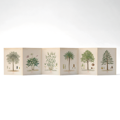 Panorama Arboretum — 6 illustrations à déplier ou à poser