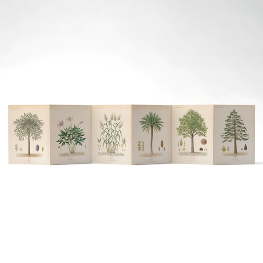 Panorama Arboretum — 6 illustrations à déplier ou à poser