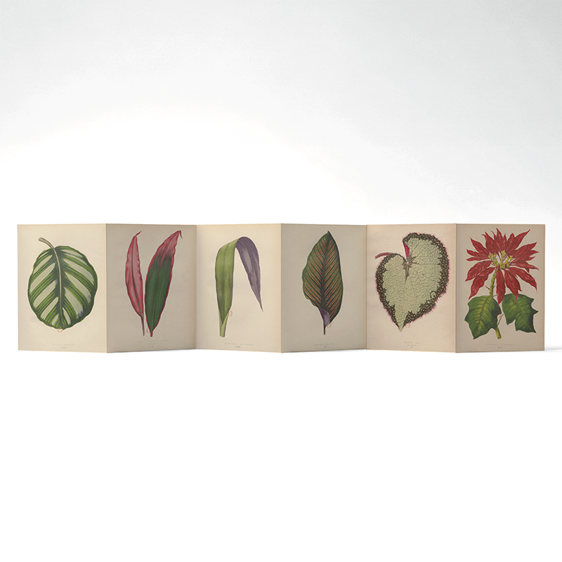 Panorama Botanica — 6 illustrations à déplier ou à poser