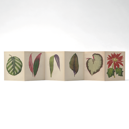 Panorama Botanica — 6 illustrations à déplier ou à poser