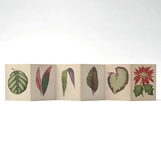 Panorama Botanica — 6 illustrations à déplier ou à poser
