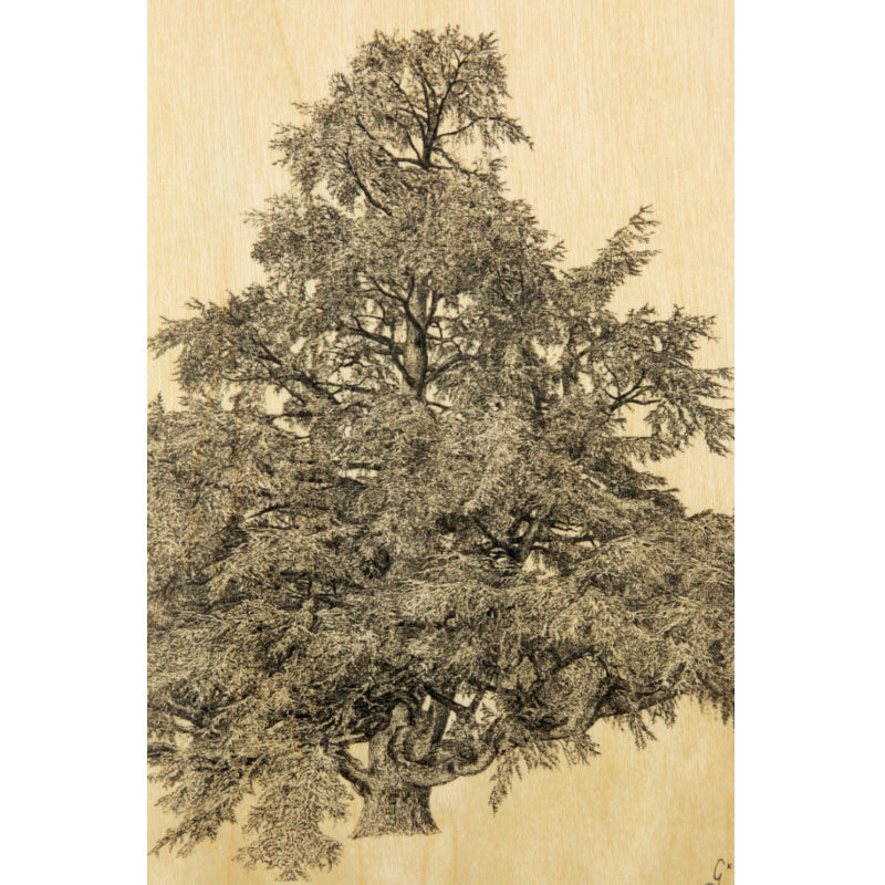 Wood postcard black and colors big tree W