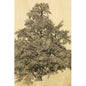 Wood postcard black and colors big tree W