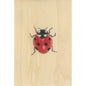 Wood postcard black and colors coccinelle W