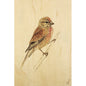 Wood postcard black and colors pink bird W