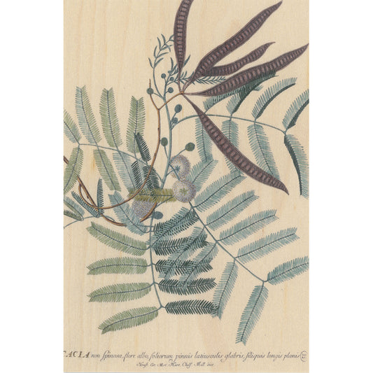 Carte en bois BNF botanique acacia W