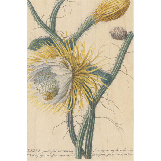 Carte en bois BNF botanique cereus W