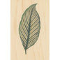 Wood postcard bnf botanique feuille 10 W