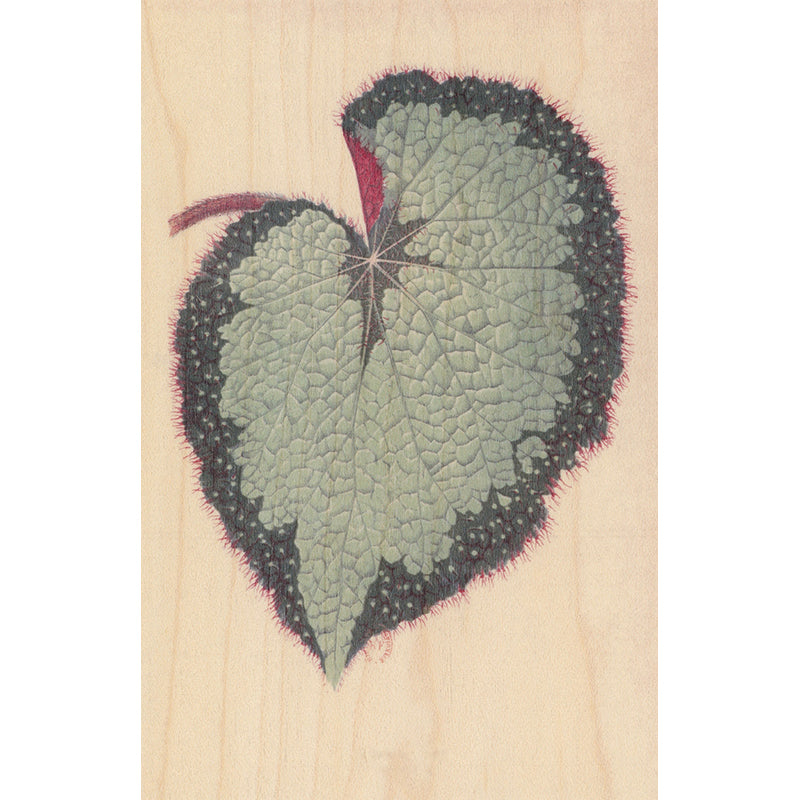 Carte en bois bnf botanique feuille 6 W