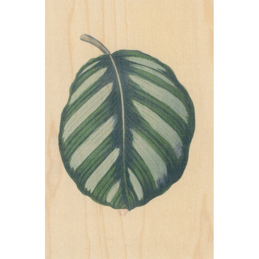 Carte en bois BNF botanique feuille 8 W