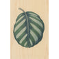 Carte en bois BNF botanique feuille 8 W