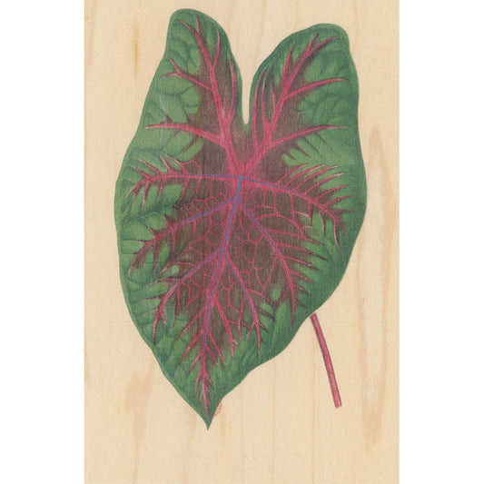 Carte en bois BNF botanique feuille 9 W
