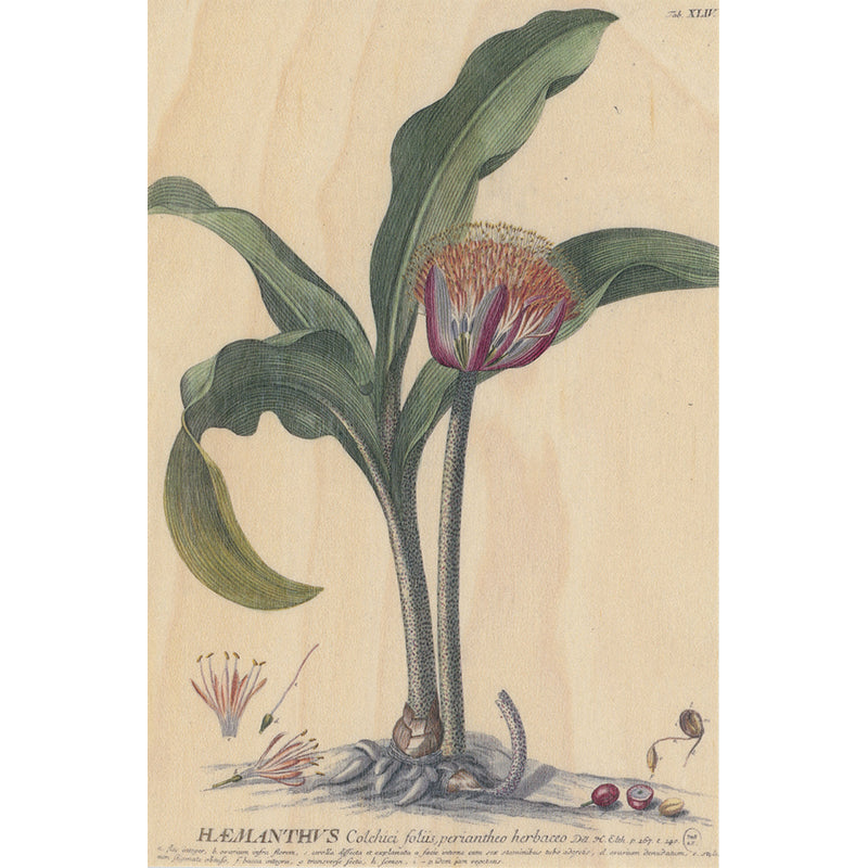 Carte en bois bnf botanique haemanthus W