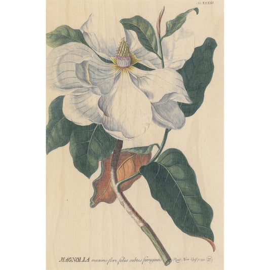 Carte en bois BNF botanique magnolia W