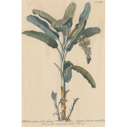 Carte en bois BNF botanique musa W