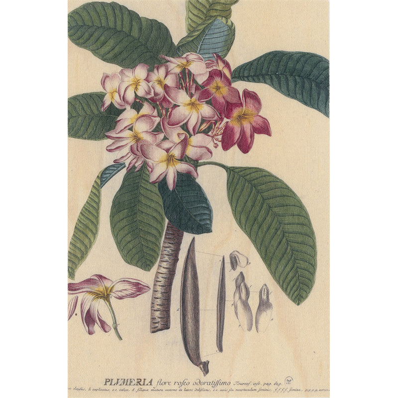 Carte en bois BNF botanique plumeria W