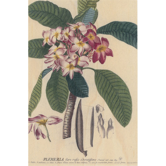 Carte en bois BNF botanique plumeria W
