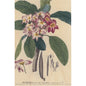 Carte en bois BNF botanique plumeria W
