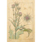 Carte en bois BNF fleurs chardon W