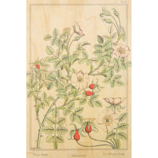 Carte en bois BNF fleurs églantier W