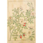 Carte en bois BNF fleurs églantier W