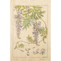 Carte en bois BNF fleurs glycine W