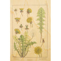 Carte en bois bnf fleurs pissenlit W