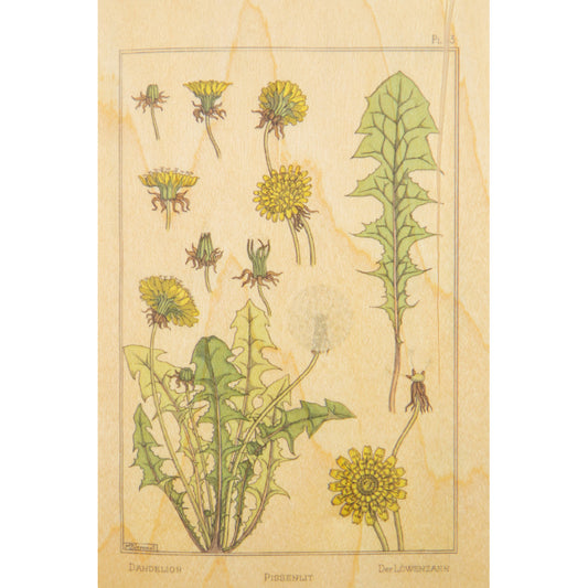 Carte en bois BNF fleurs pissenlit W