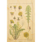 Carte en bois BNF fleurs pissenlit W